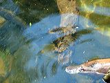 dscf0774