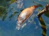 dscf0775