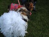 dscf1329