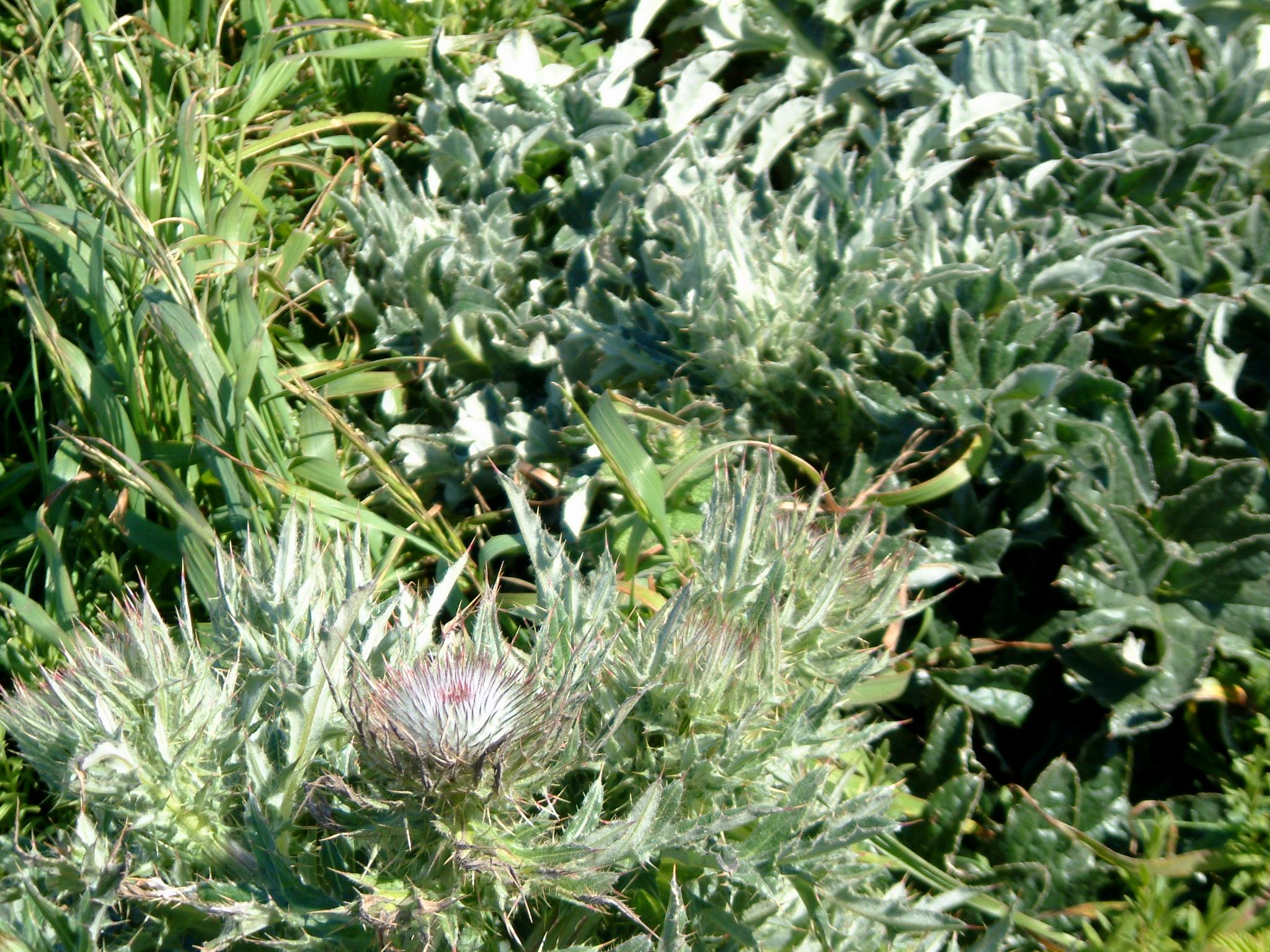 dscf1931