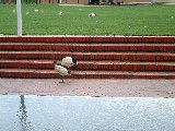 dscf4303