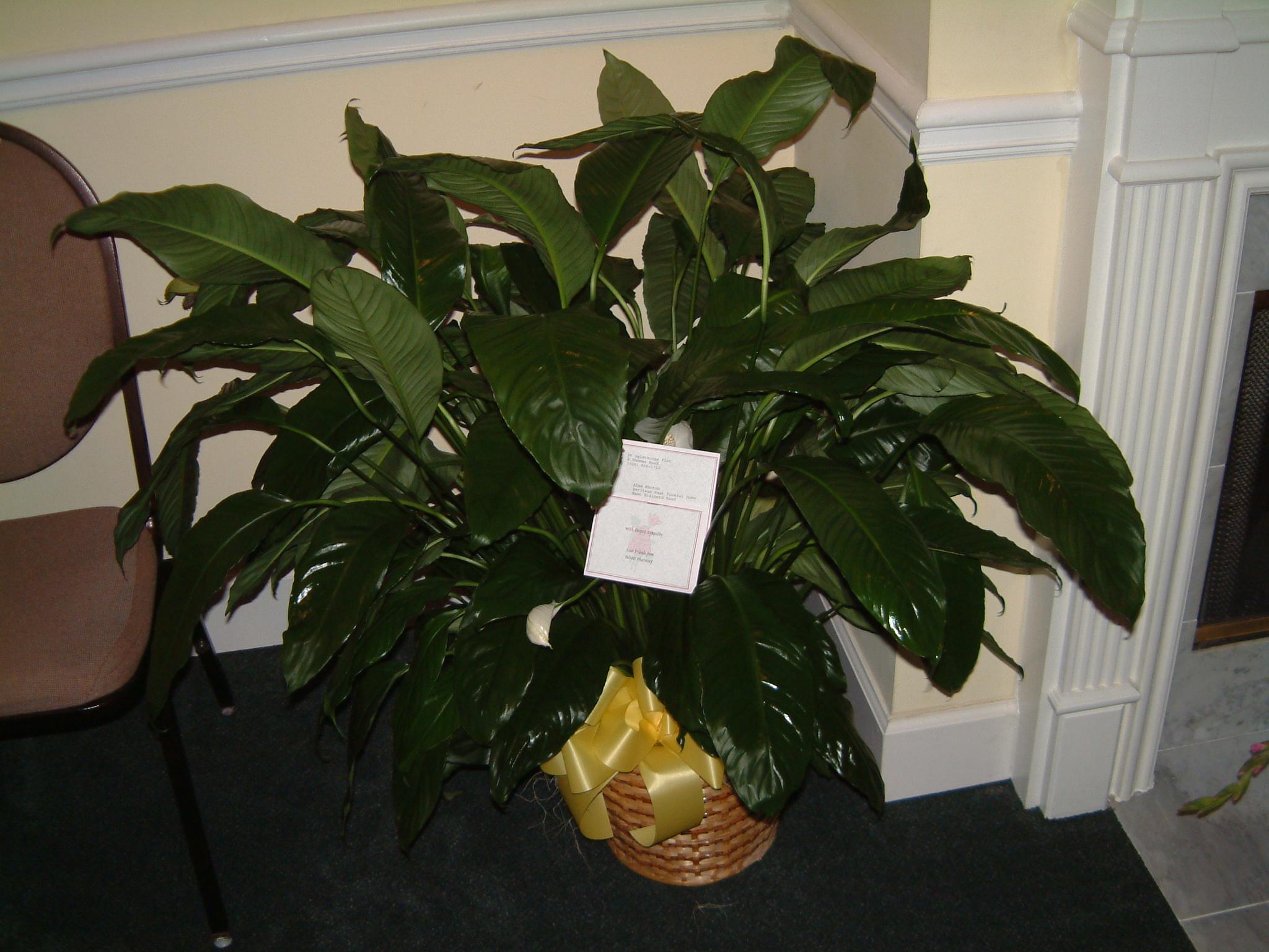 dscf4418.jpg
