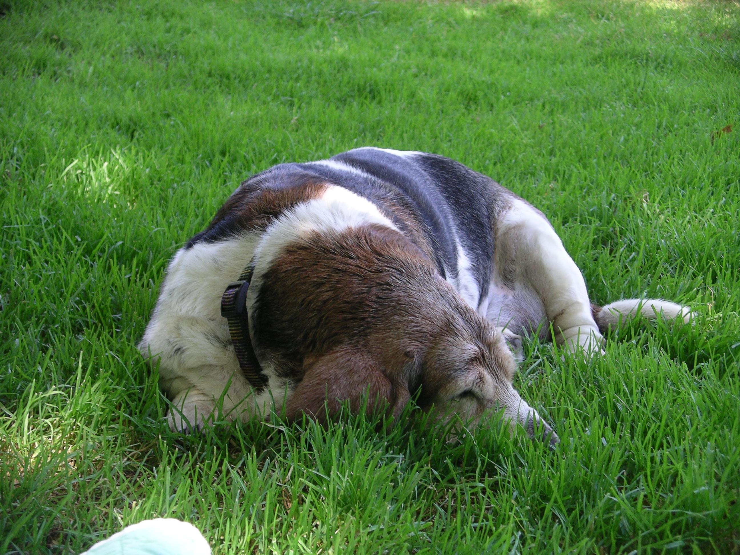 imgp2010.jpg