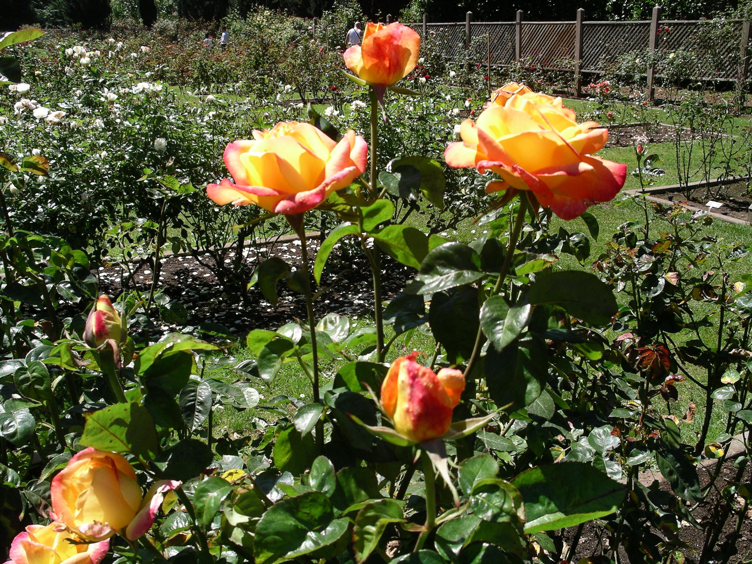 imgp2096.jpg