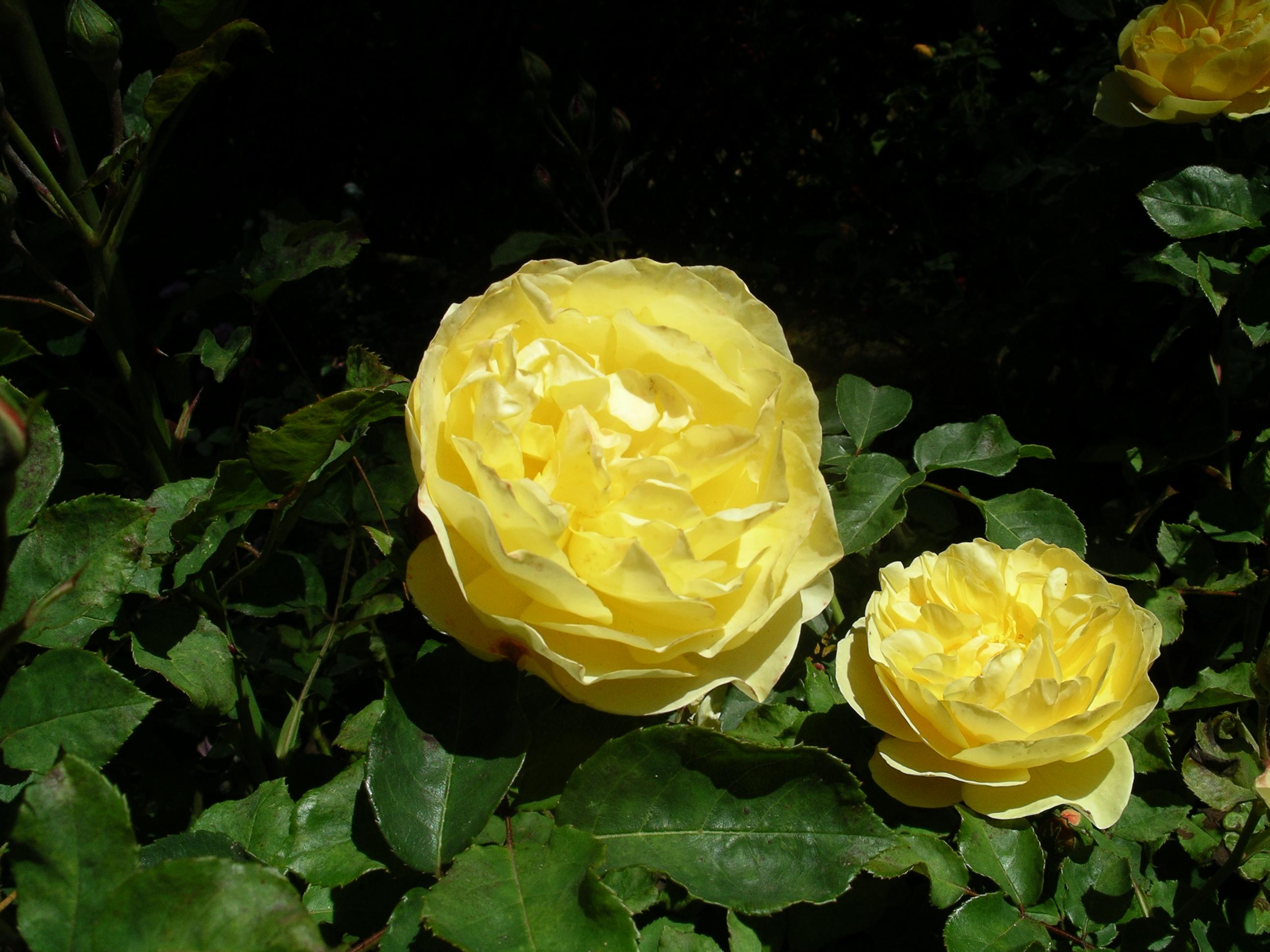 imgp2098.jpg