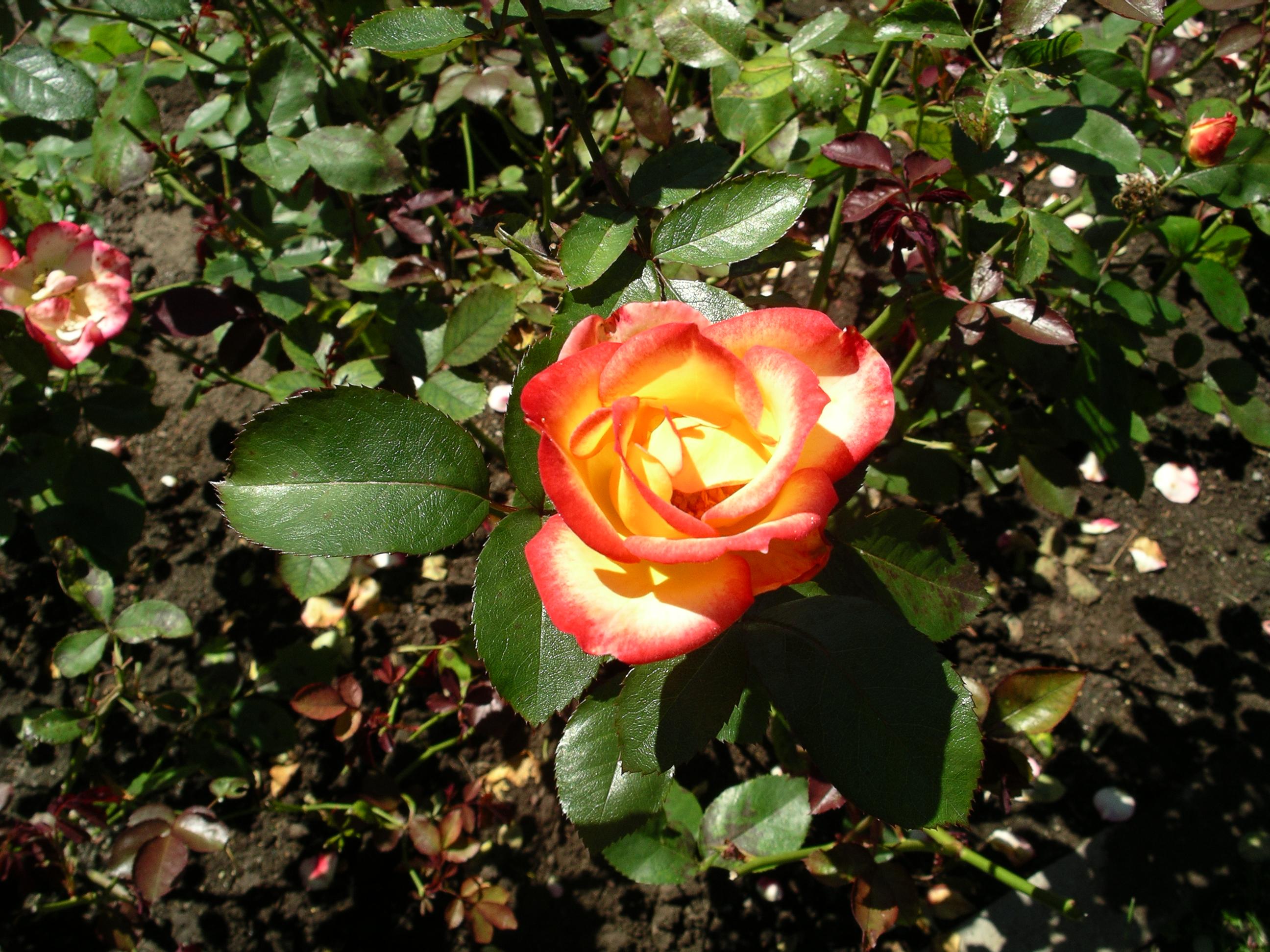 imgp2100.jpg