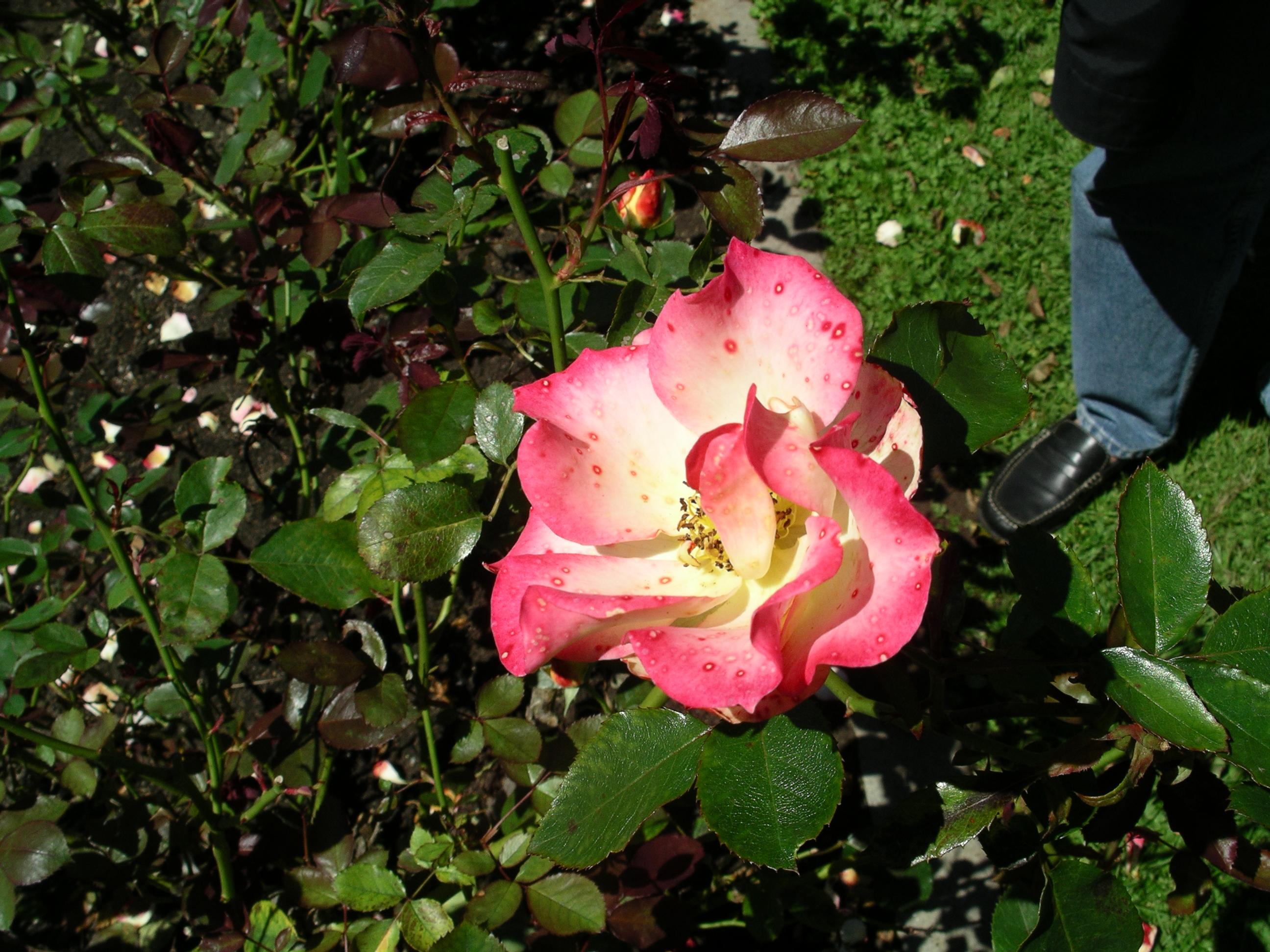 imgp2101.jpg