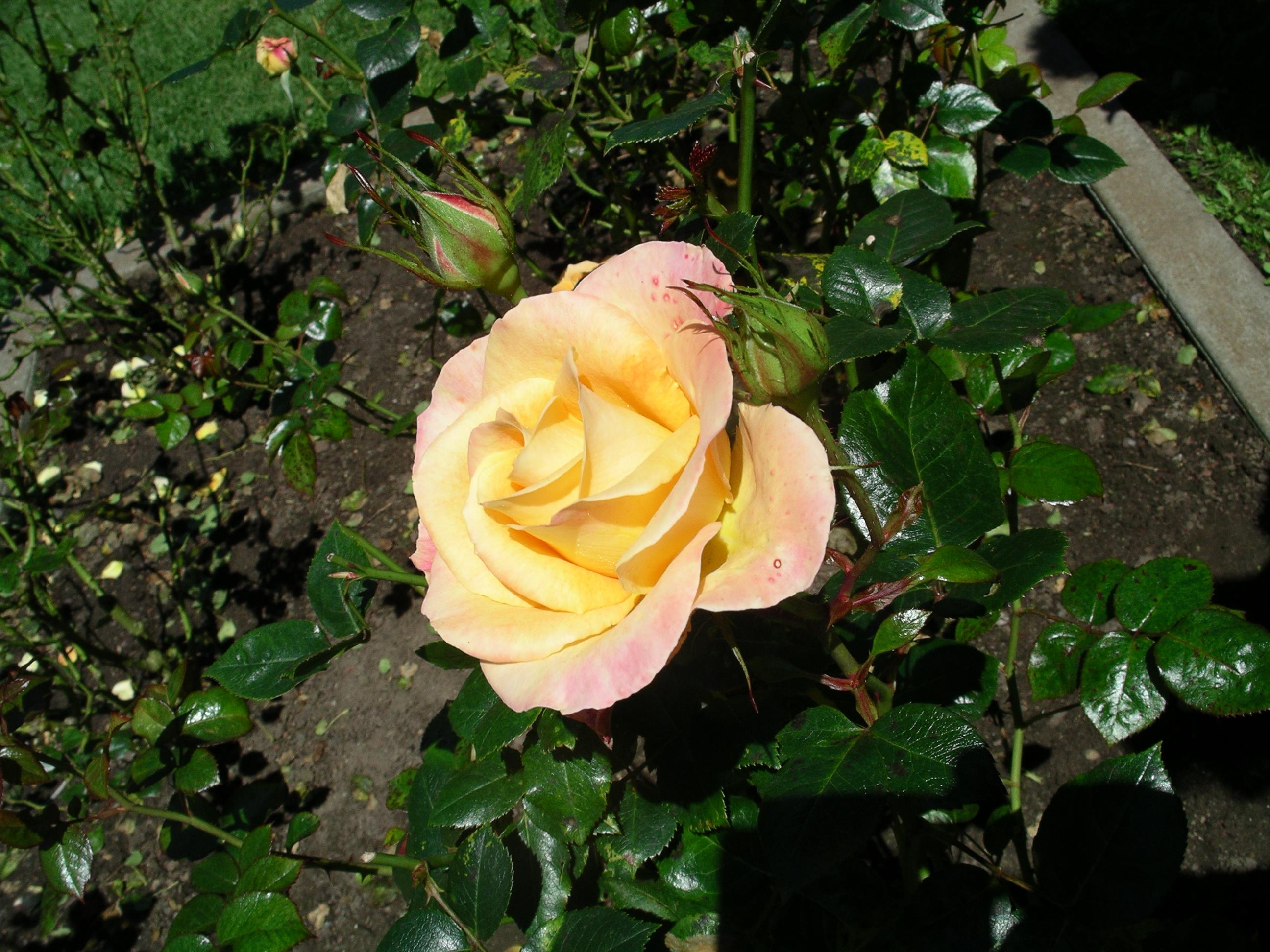 imgp2102.jpg