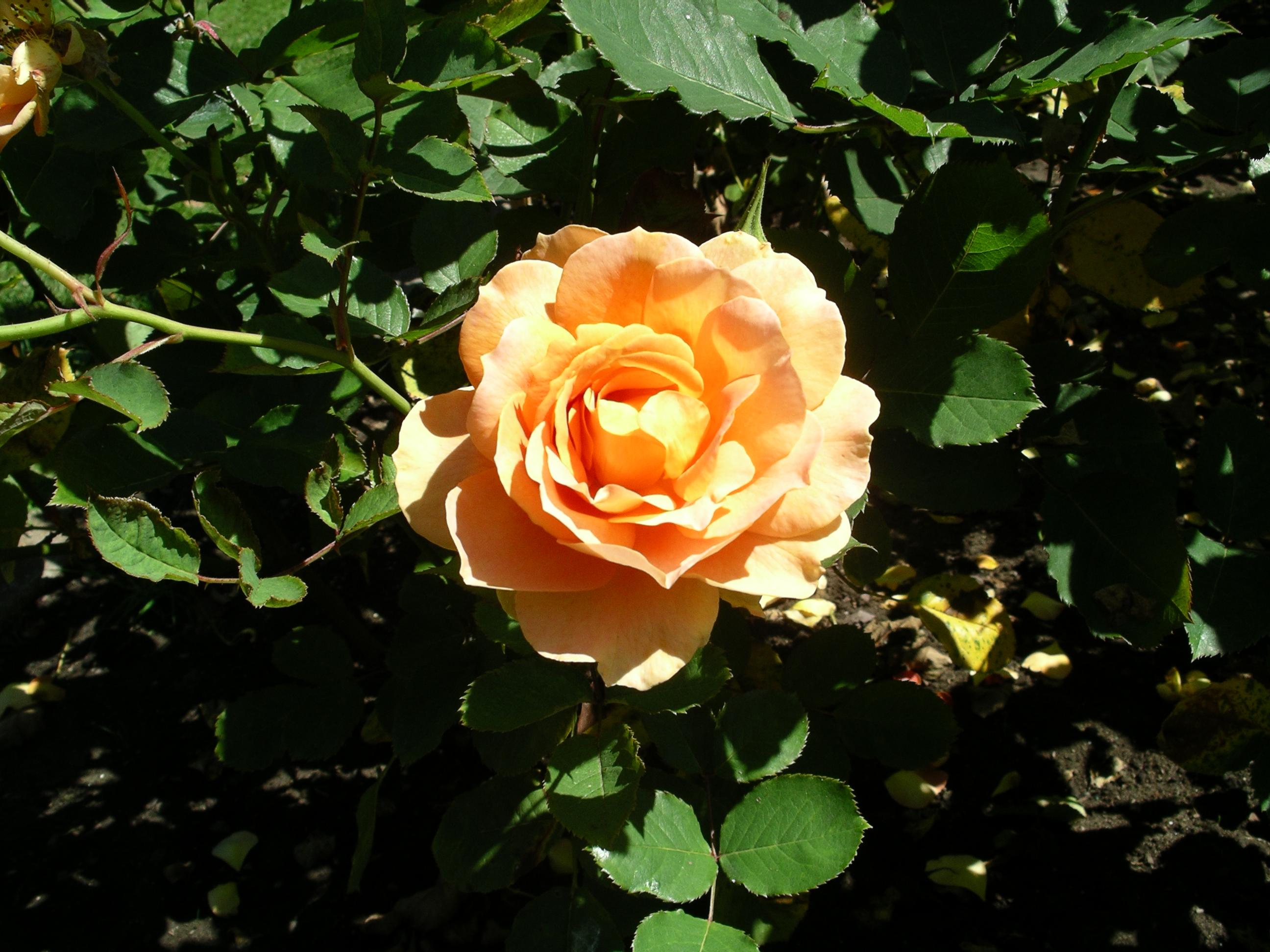 imgp2103.jpg