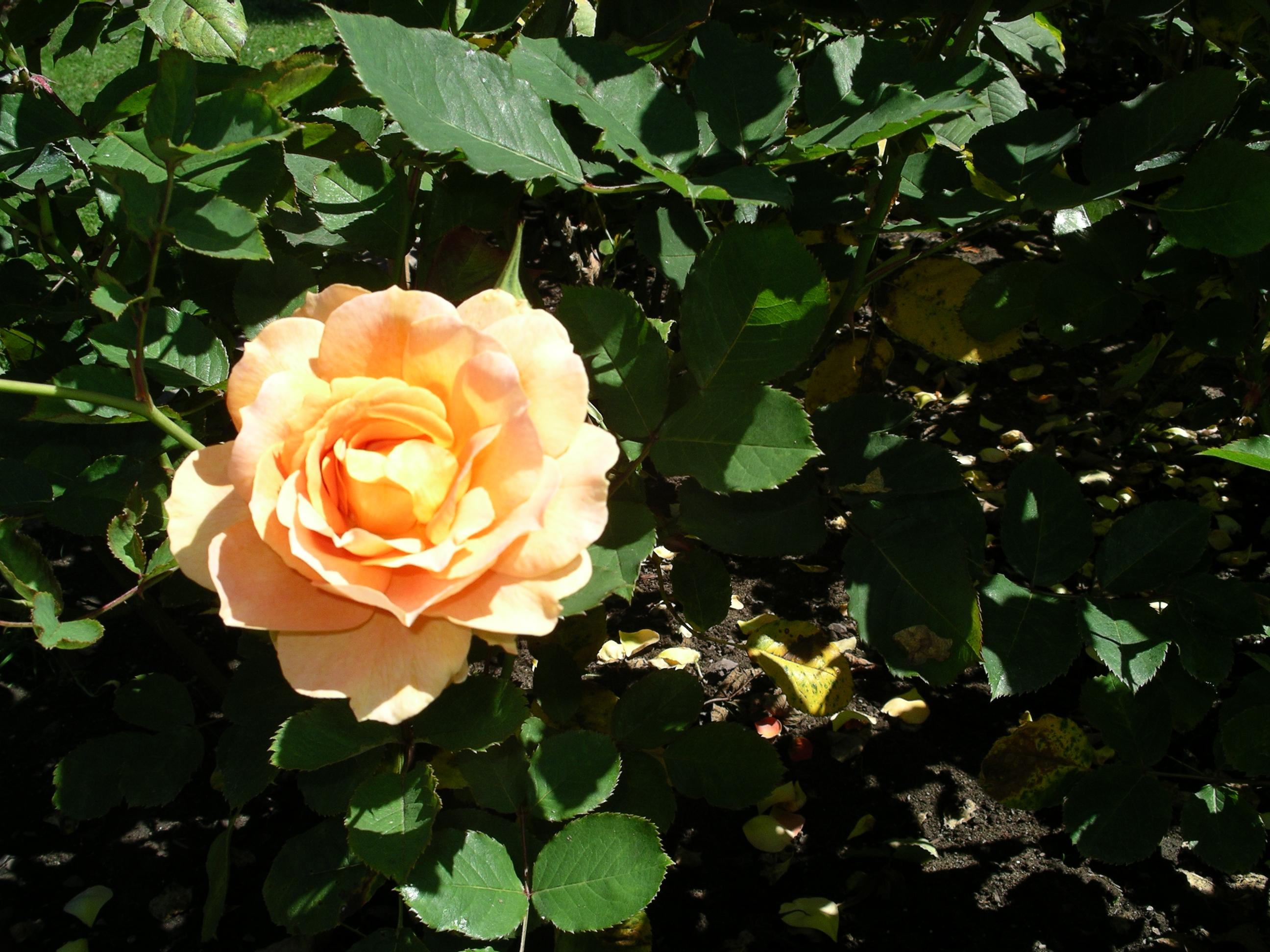 imgp2104.jpg