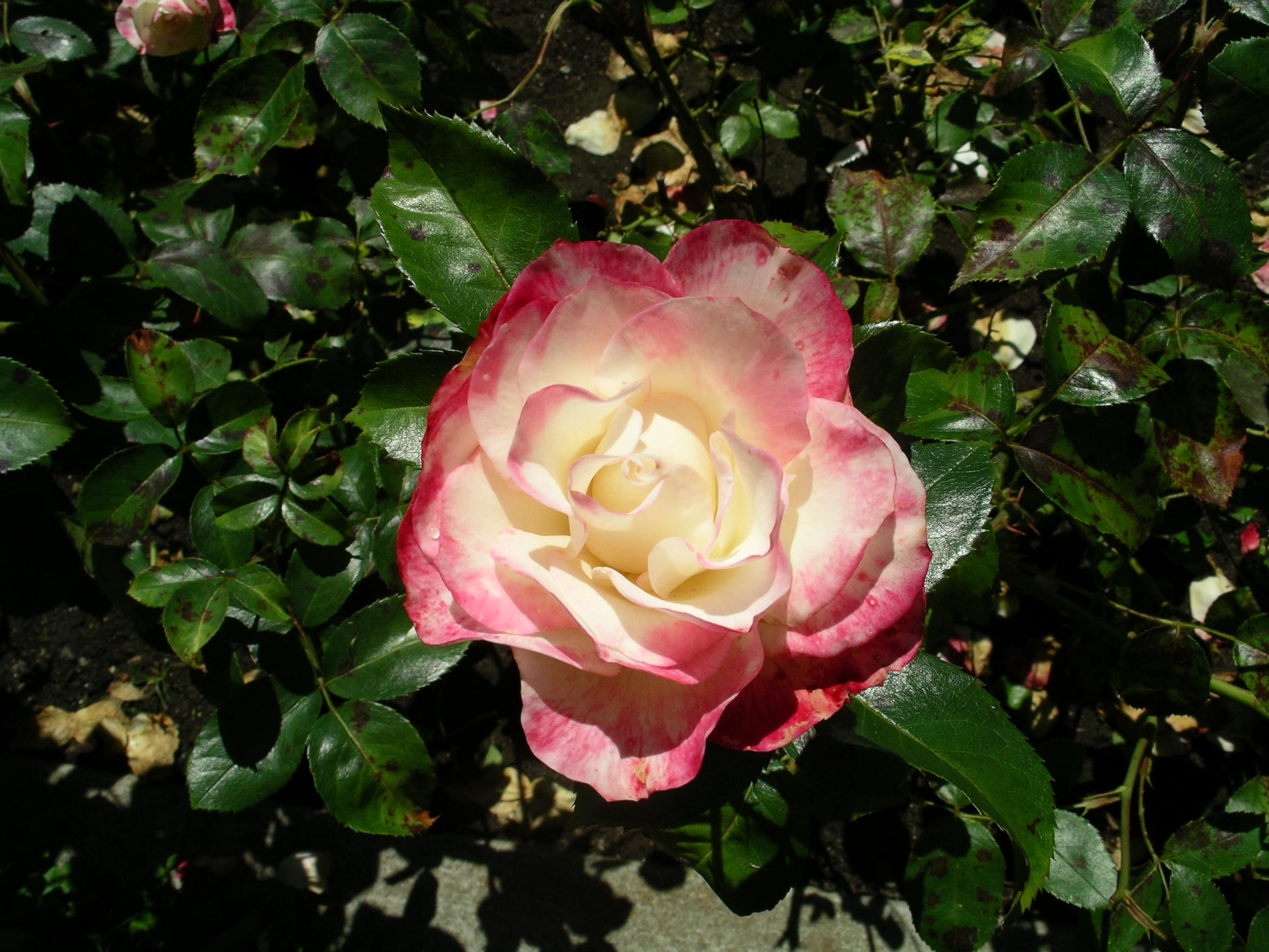 imgp2105.jpg