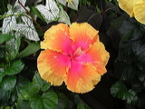 imgp2093