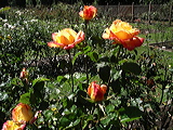 imgp2096