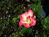 imgp2101