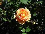 imgp2103