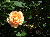imgp2104
