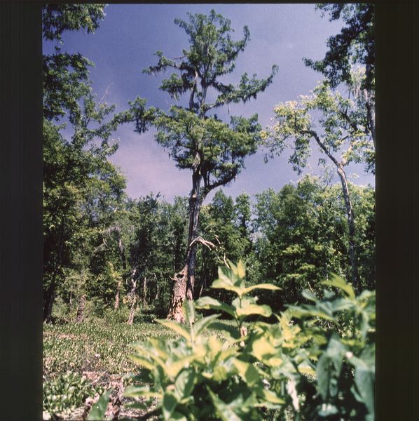scan0028.jpg