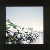 scan0077