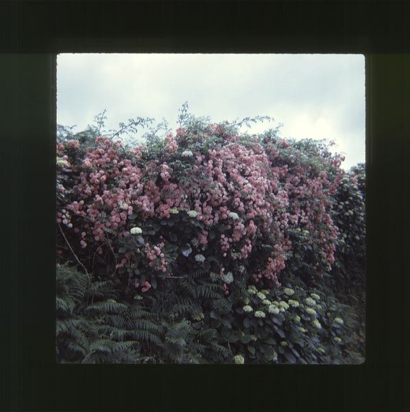scan0051.jpg
