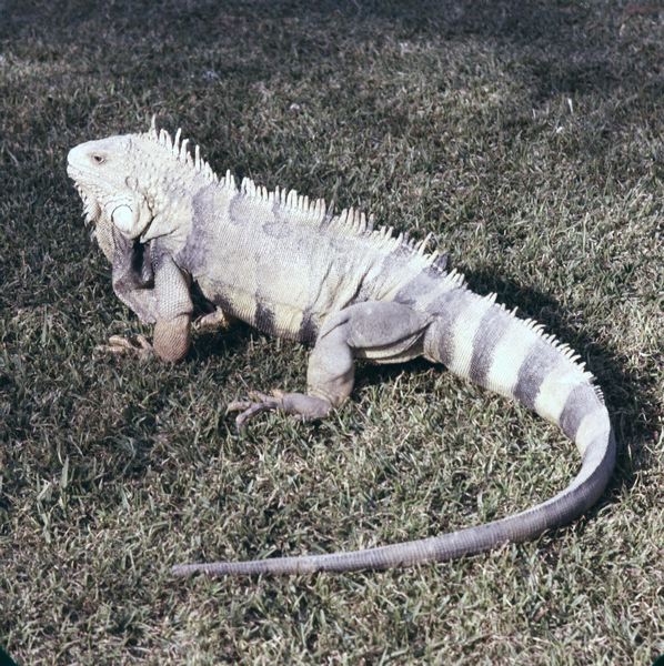 scan0031.jpg