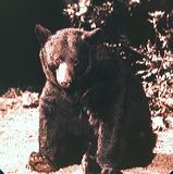 scan0008