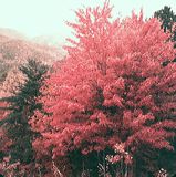 scan0015