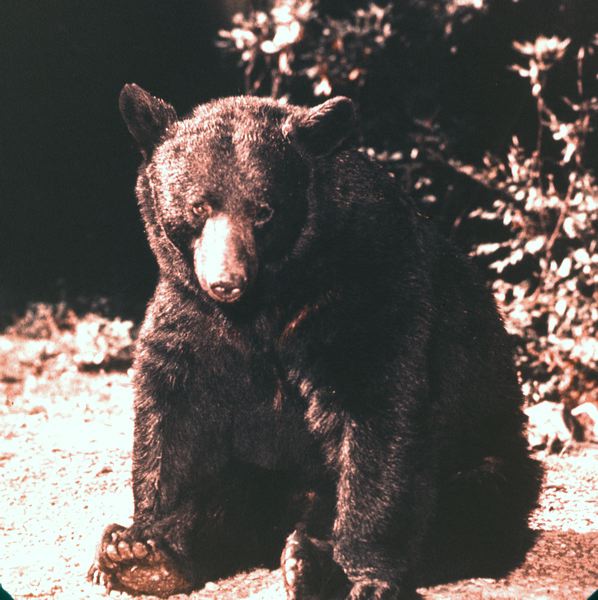 scan0008.jpg