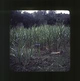 scan0056