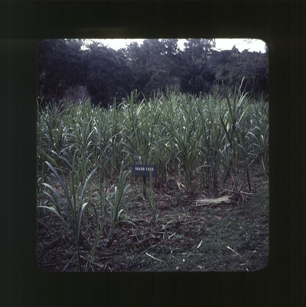 scan0056.jpg