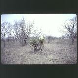 scan0034