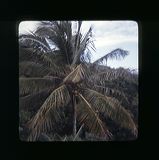 scan0064