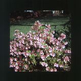 scan0066