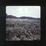 scan0049