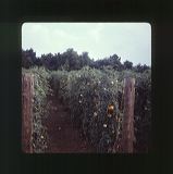 scan0052