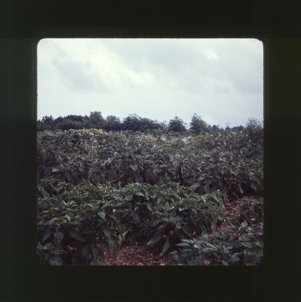 scan0053.jpg
