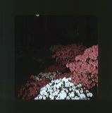 scan0078