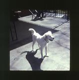 scan0061